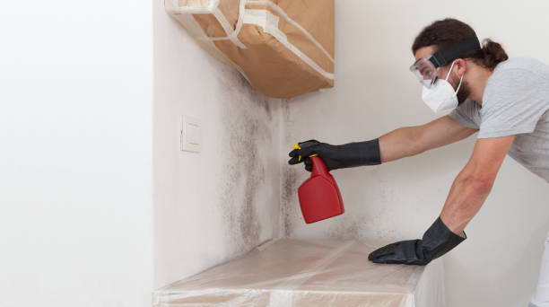 Basement Mold Remediation treatment on basement walls in Chester Gap
